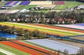 Цветущие поля тюльпанов в Нидерландах. ФОТО