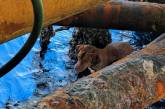 Рабочие нефтяной вышки спасли собаку, подплывшую к установке в 217 км от берега. ФОТО