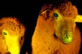 В Уругвае овец скрестили с медузами, и они засветились в темноте
