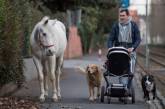 Жители немецкого городка каждое утро наблюдают гуляющую по улицам лошадь. ФОТО
