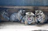 В китайском питомнике родились уссурийские тигрята. ФОТО