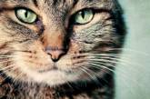 Интересные факты о кошках, которые многим неизвестны. ФОТО