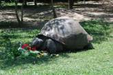 Эту черепаху признают самым старым животным на планете. ФОТО