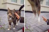 Веселые фотки котов, умеющих удивлять своими выходками. ФОТО