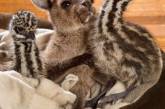 Самые милые экзотические животные Австралии. ФОТО