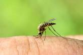 Как спастись от укусов комаров: народные средства
