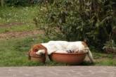 Забавные снимки собак, которые уснут в любое время и в любом месте. ФОТО