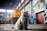 Кошка по кличке Грязь — талисман музея железной дороги. ФОТО