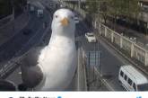 В Лондоне чайки «отличились», перекрыв обзор камере видеонаблюдения. ВИДЕО