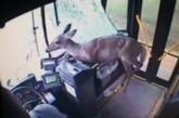В Пенсильвании олень прокатился на автобусе 