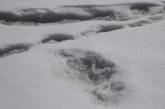 Кому принадлежат найденные следы «снежного человека», рассказали военные