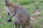 Австралийского политика поцарапал кенгуру 