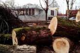 Рухнувшее дерево раздавило три десятка жителей Нигерии