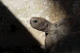 Пережившая пятерых британских монархов черепаха стала жертвой садовой крысы