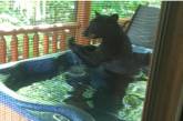 Сеть насмешил медведь, решивший расслабиться в джакузи американцев. ФОТО