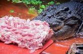 Крокодил-рекордсмен получил на 110-летие торт из цыплят