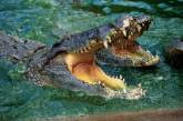 73-летняя старушка забралась в бассейн с гигантскими нильскими крокодилами