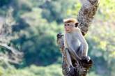 В Китае обезьян «назначили» охранниками аэродрома