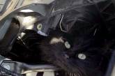 Кошка из Ноттингема две недели провела под капотом машины