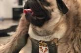 Фото собак, которые косплеят героев из «Игры престолов». ФОТО