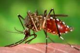 Учёные вывели комаров, которые безопасны для человека