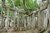 Великий баньян — дерево со множеством стволов. ФОТО