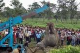 Индийский поезд сбил насмерть трех слонов 