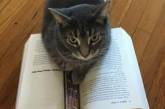 Смешные котики, обожающие читать. ФОТО