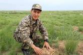 Детеныши сайгаков в степях Казахстана. ФОТО