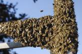 В Гондурасе пчёлы "съели" депутата