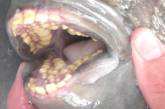 Рыба с «человеческими зубами»: в США обнаружили необычное животное. ФОТО
