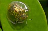 Необычный жук Золотая Черепаха. ФОТО