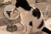 Сеть озадачила оптическая иллюзия с отражением кошки в зеркале. ФОТО