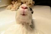 Видео с самым довольным кроликом в мире покорило весь Интернет