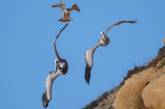 Самка сокола напала на пеликанов, защищая гнездо с птенцами. ФОТО