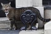 Кошку британского министра заподозрили в шпионаже 
