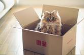 Ученые объяснили любовь всех котов к коробкам 