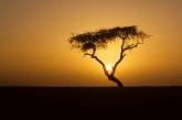 История самого одинокого дерева мира. ФОТО