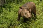 В Малайзии умер последний самец суматранского носорога. Фото