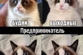 В Сети вспоминают лучшие мемы с Grumpy Cat. ФОТО