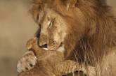 Красота львов в удивительных снимках. ФОТО