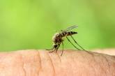 Названы народные средства от укусов комаров