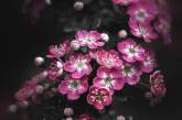 Красота цветов на снимках Питера Висса. ФОТО
