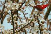 Красивые снимки цветов от Нилуфар Балалами. ФОТО