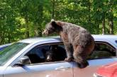 Мужик не закрыл окна в машине и медведи чуть ее не угнали. ФОТО