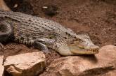 Крокодил порвал брюки директору грузинского экзотариума 