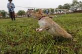 Гамбийские крысы-саперы разминируют Камбоджу. ФОТО