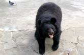 Черный медведь вломился в зоопарк 