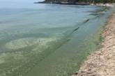 Зеленая вода: на одесских пляжах снова цветут водоросли. ФОТО