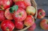 Медики рассказали, как яблоки влияют на кишечник